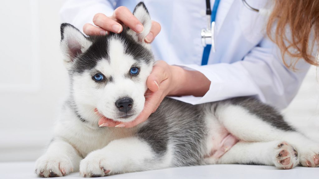 Membersihkan Anjing di Rumah: Bagian 1