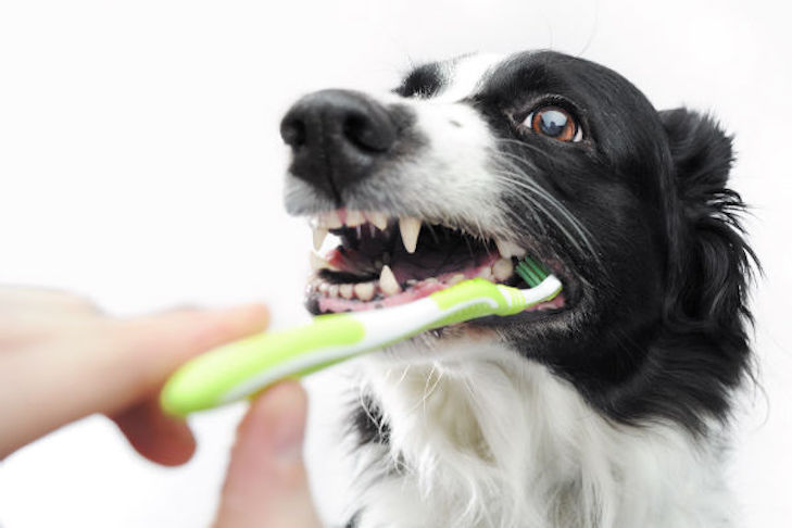 Membersihkan Anjing di Rumah: Bagian 2