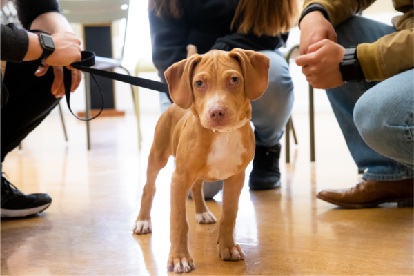 Pertimbangan Sebelum Mengadopsi Anjing