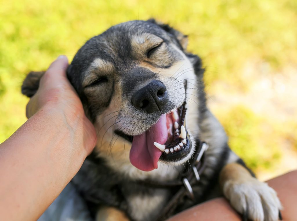 Pertimbangan Sebelum Mengadopsi Anjing