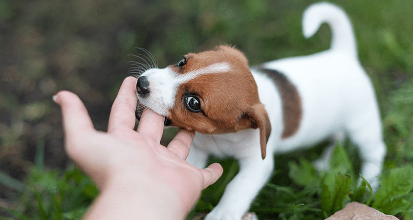 Tips Melatih Anak Anjing