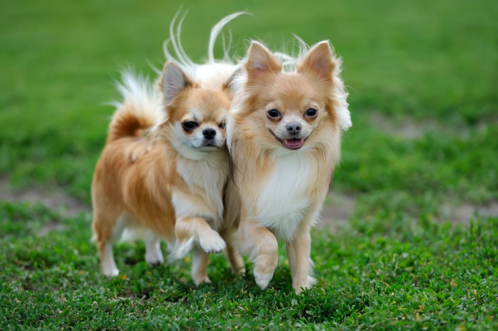 Berbagai Jenis Anjing Terkecil di Dunia