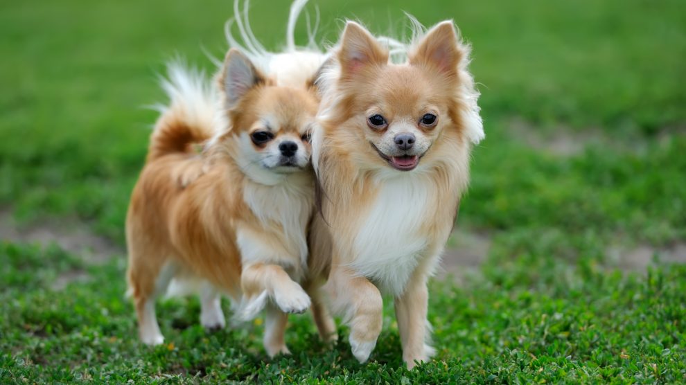 Berbagai Jenis Anjing Terkecil di Dunia