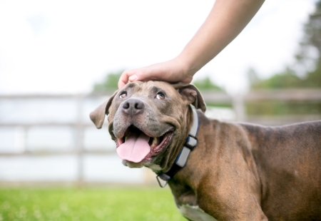 Anjing: Sahabat Terbaik Kita Dalam Sakit dan Sehat 2