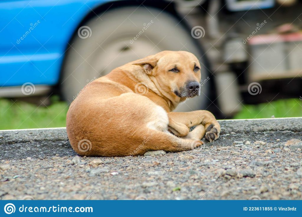 Anjing: Sahabat Terbaik Kita Dalam Sakit dan Sehat