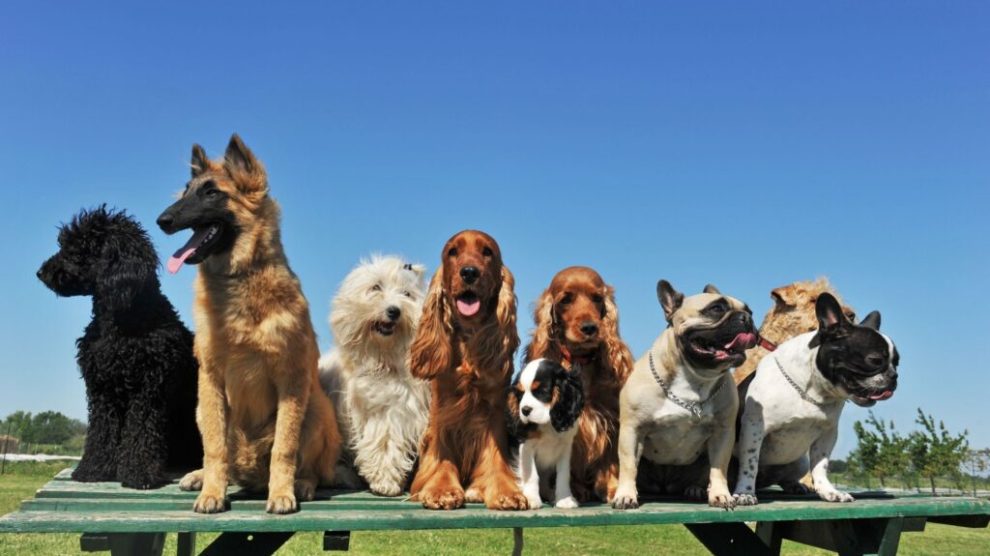 Anjing: Sahabat Terbaik Kita Dalam Sakit dan Sehat