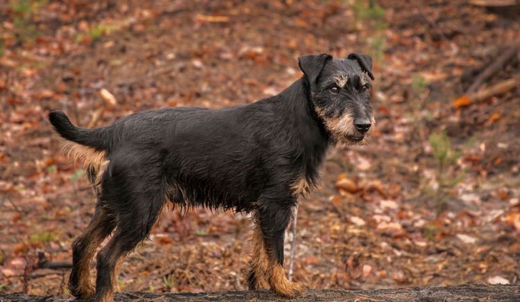 Anjing Berburu dan Peran Pentingnya dalam Dunia Berburu