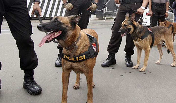 Anjing German Shepherd sebagai Mitra Polisi dan Militer