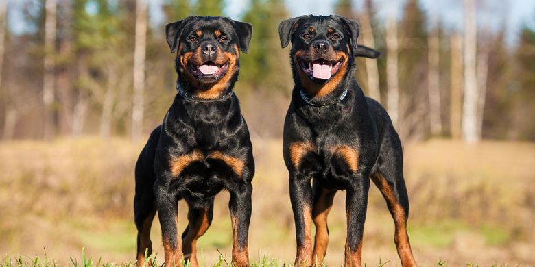 Anjing dengan Gigitan Terkuat, Ras yang Patut Diperhatikan