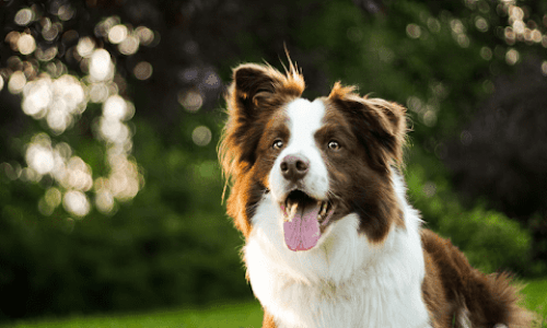 Kepintaran Tertinggi Ras Anjing yang Dikenal Pintar