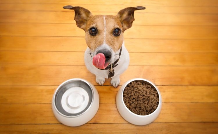 Panduan Kesehatan, Makanan Terbaik untuk Anjing Peliharaan