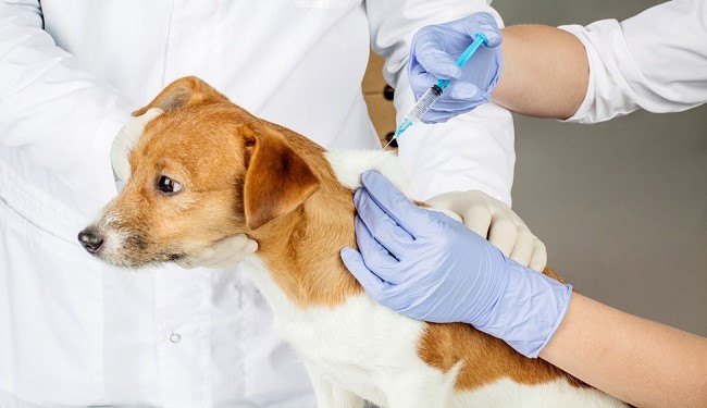 Pentingnya Vaksinasi Anjing dalam Pencegahan Rabies