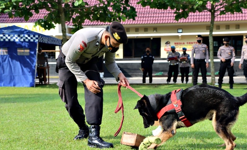 Bagaimana Anjing Membantu dalam Penyelidikan Kriminal? 