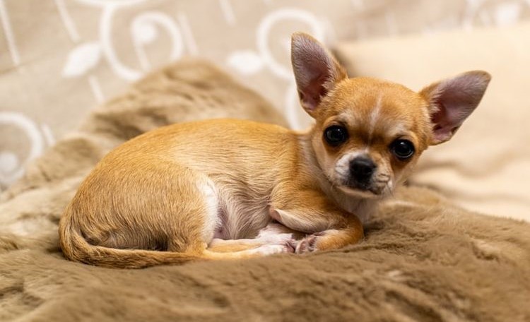 Fakta Tentang Ras Chihuahua dan Jenis-jenisnya 