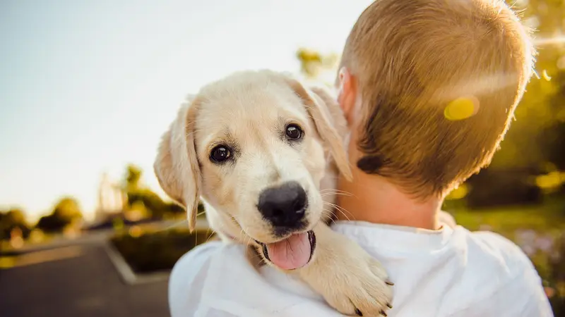 Jenis Anjing yang Paling Populer di Dunia