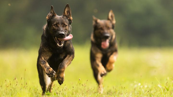 Kisah Pahlawan Anjing yang Menyelamatkan Nyawa Manusia